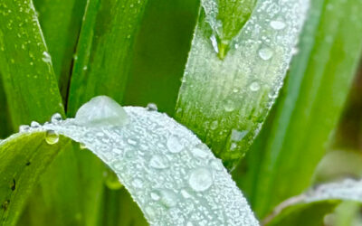 Planten februari