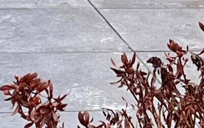 Tuintips februari