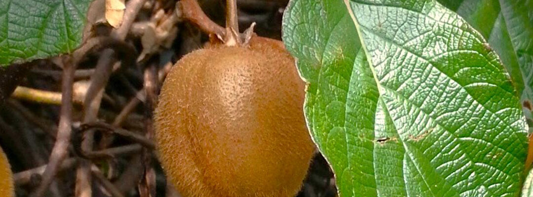 Tuintips maart