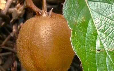 Tuintips maart