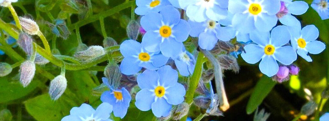 Planten april