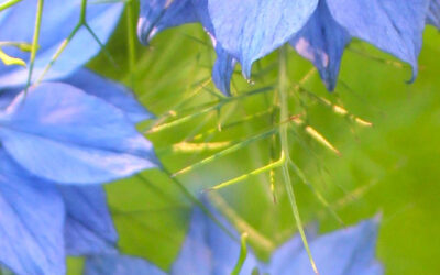 Planten juni
