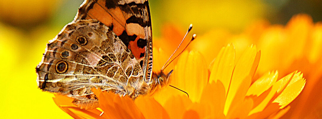 Leven in de Tuin: Hoe je Insecten een Handje Helpt