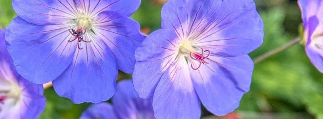 Dieren in de septembertuin