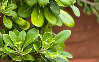 Winterbestendige potplanten