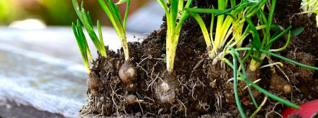 Toe aan het voorjaar