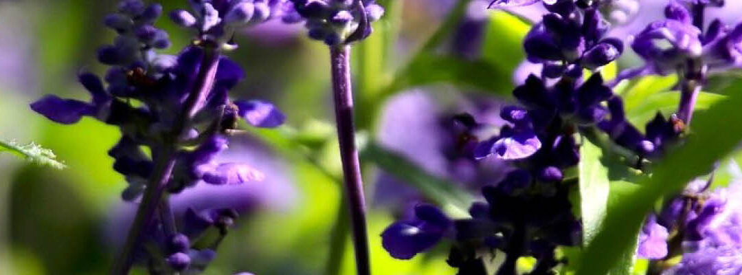 De tuintrend is duurzaam!