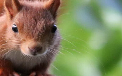 Meer groen, meer genieten!