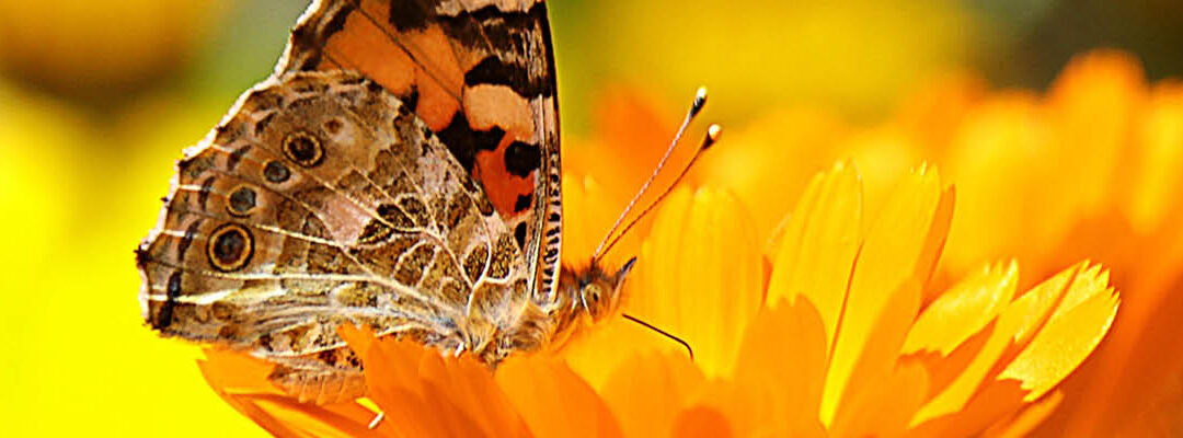 Biodiversiteit